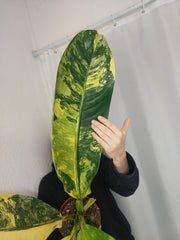 Dieffenbachia Big Ben Aurea