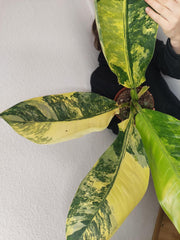 Dieffenbachia Big Ben Aurea