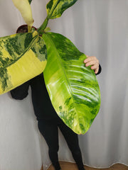 Dieffenbachia Big Ben Aurea