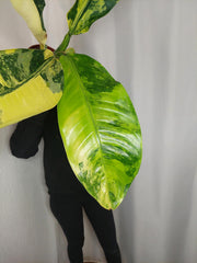 Dieffenbachia Big Ben Aurea