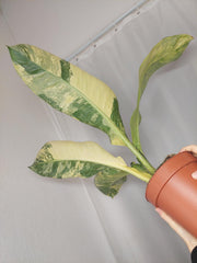 Dieffenbachia Big Ben Aurea