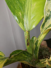 Dieffenbachia Big Ben Aurea