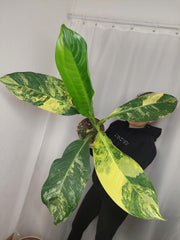 Dieffenbachia Big Ben Aurea