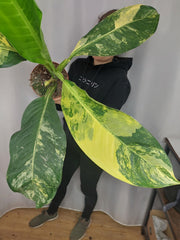 Dieffenbachia Big Ben Aurea