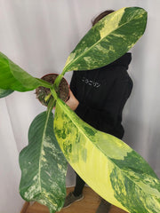 Dieffenbachia Big Ben Aurea