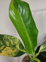 Dieffenbachia Big Ben Aurea