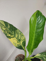 Dieffenbachia Big Ben Aurea