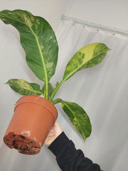 Dieffenbachia Big Ben Aurea
