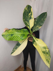 Dieffenbachia Big Ben Aurea