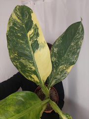 Dieffenbachia Big Ben Aurea