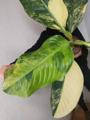 Dieffenbachia Big Ben Aurea