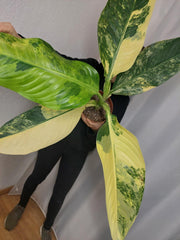 Dieffenbachia Big Ben Aurea