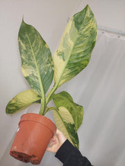 Dieffenbachia Big Ben Aurea