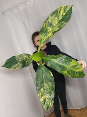 Dieffenbachia Big Ben Aurea