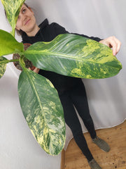 Dieffenbachia Big Ben Aurea