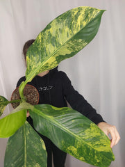Dieffenbachia Big Ben Aurea