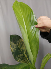 Dieffenbachia Big Ben Aurea