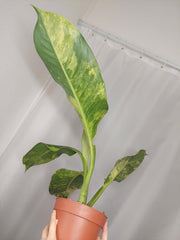 Dieffenbachia Big Ben Aurea