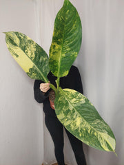 Dieffenbachia Big Ben Aurea