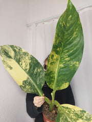 Dieffenbachia Big Ben Aurea