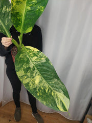 Dieffenbachia Big Ben Aurea