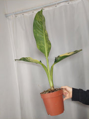 Dieffenbachia Big Ben Aurea