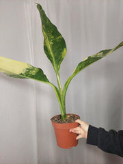 Dieffenbachia Big Ben Aurea