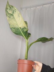 Dieffenbachia Big Ben Aurea