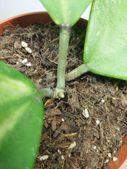 Sad Plants