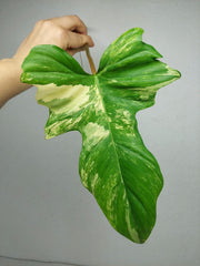 Philodendron Bipennifolium x Florida Beauty Steckling