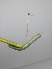 Philodendron Bipennifolium x Florida Beauty Steckling