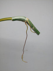Philodendron Bipennifolium x Florida Beauty Steckling