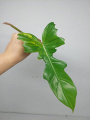 Philodendron Bipennifolium x Florida Beauty Steckling