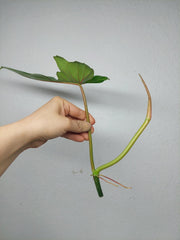 Philodendron Bipennifolium x Florida Beauty Steckling