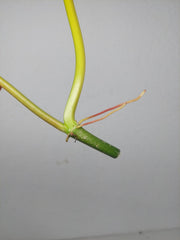 Philodendron Bipennifolium x Florida Beauty Steckling