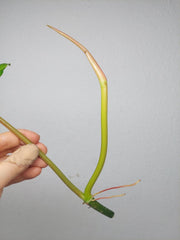Philodendron Bipennifolium x Florida Beauty Steckling