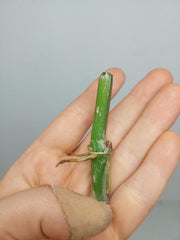 Philodendron Bipennifolium x Florida Beauty Steckling