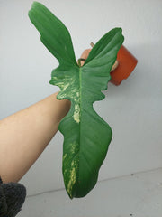 Philodendron Bipennifolium x Florida Beauty Steckling
