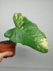 Philodendron Bipennifolium x Florida Beauty Steckling