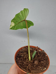 Philodendron Bipennifolium x Florida Beauty Steckling