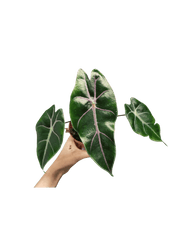 Alocasia Suhirmaniana Purple Vein