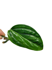 Monstera Karstenianum Peru Variegata Steckling