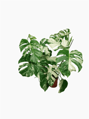 Monstera Variegata (zum aussuchen)