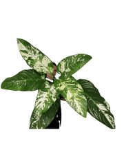 Dieffenbachia Yellow Star