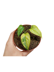 Monstera Siltepecana Aurea