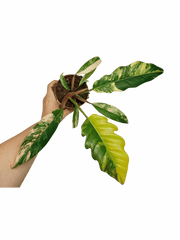 Philodendron Caramel Marble Variegata