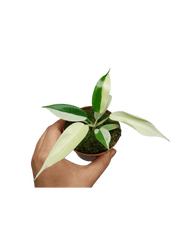 Philodendron Florida Ghost Mutation
