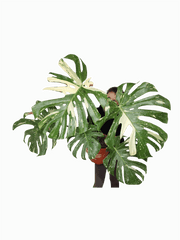 Monstera Thai Constellation XXL