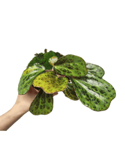 Begonia Blancii Mottled