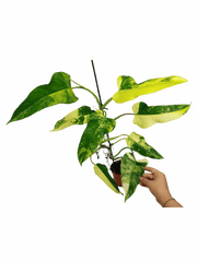 Philodendron Domesticum Variegata